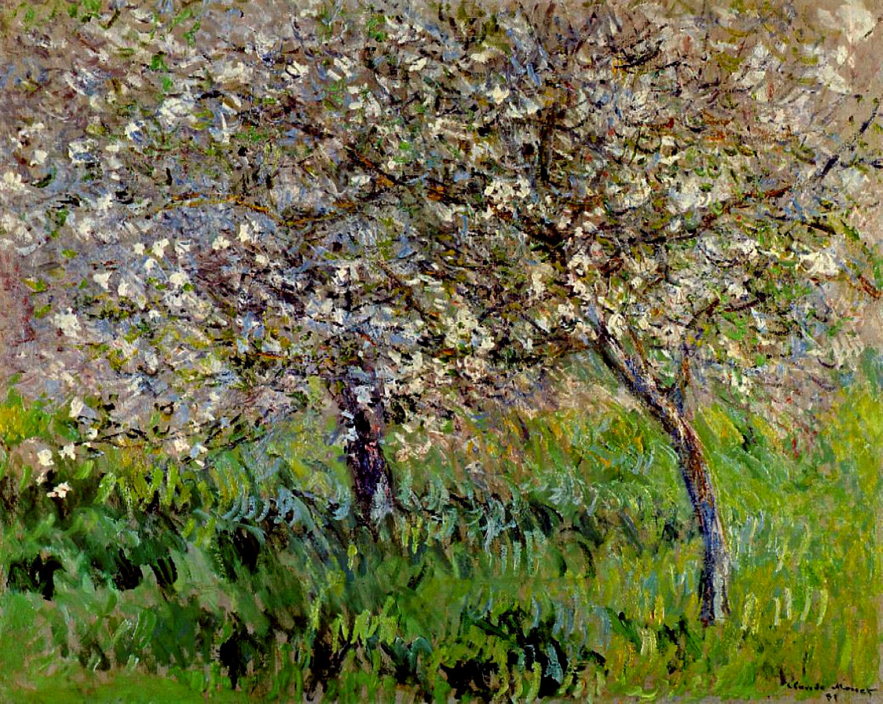Apple Trees in Bloom at Giverny 1901